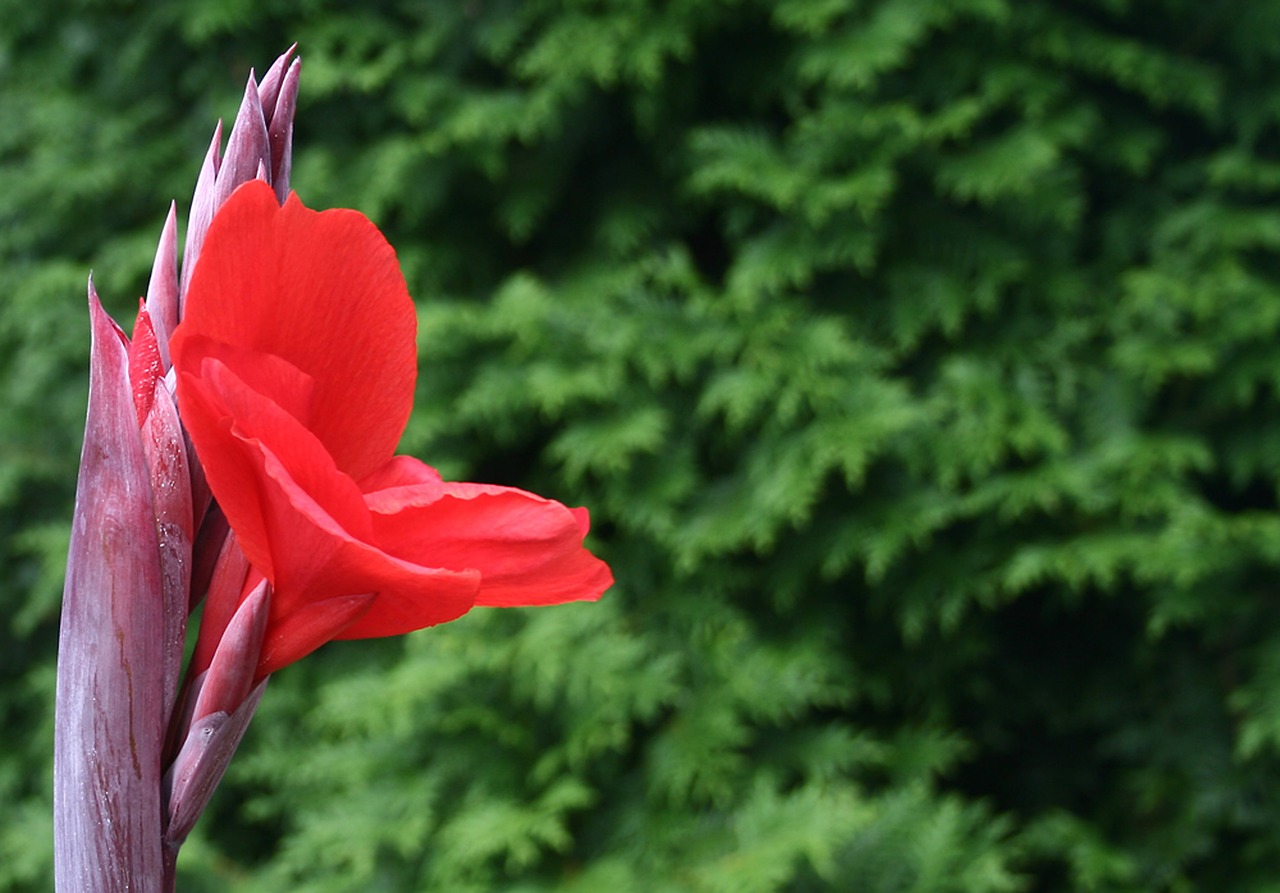 canna flower nature free photo