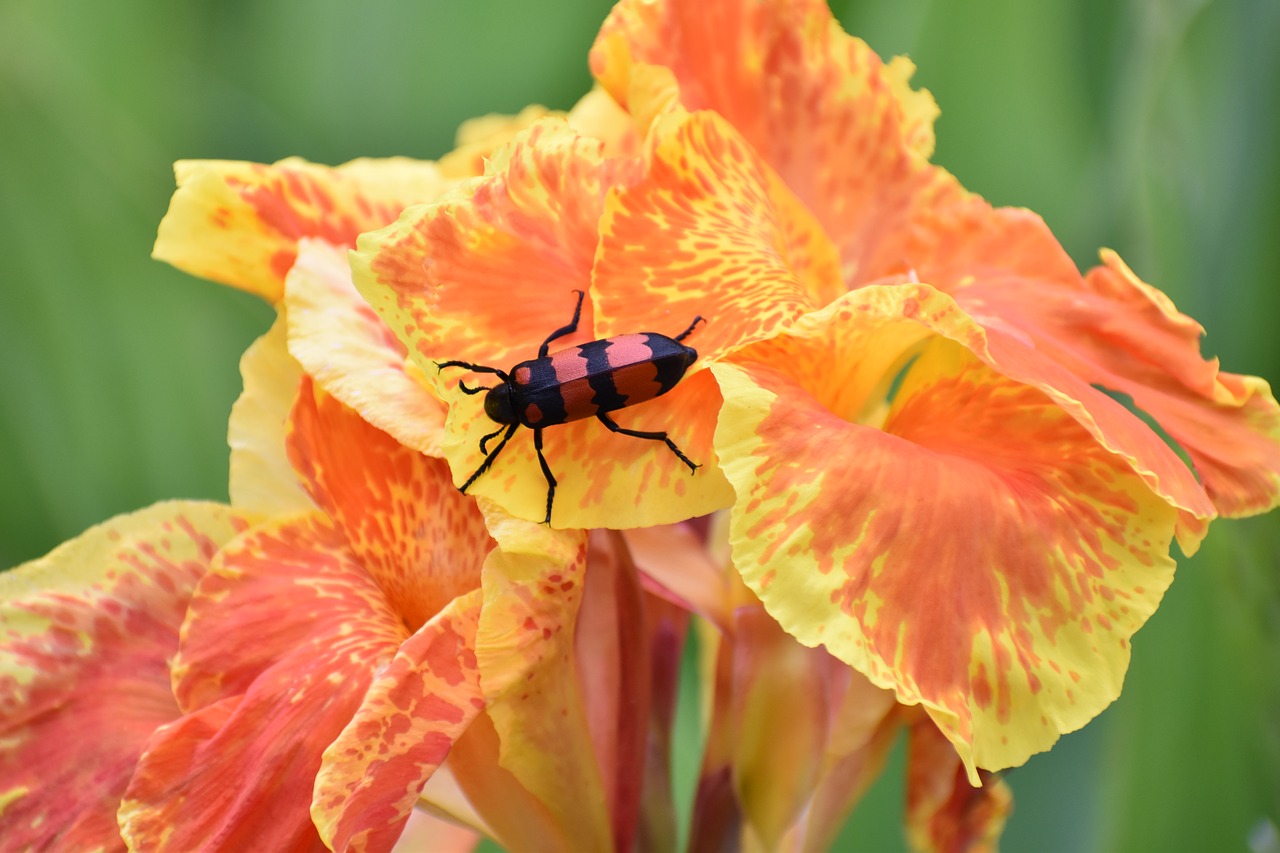 canna beetle flower free photo