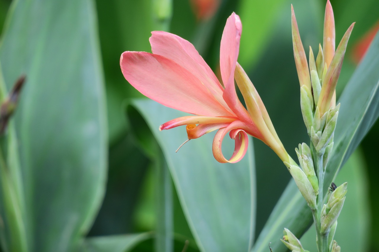 canna  nature  plant free photo