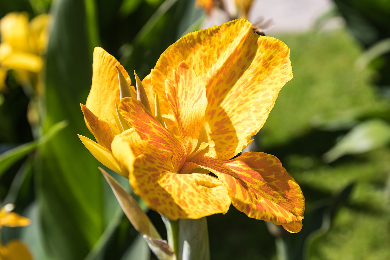 canna  flower  plant free photo