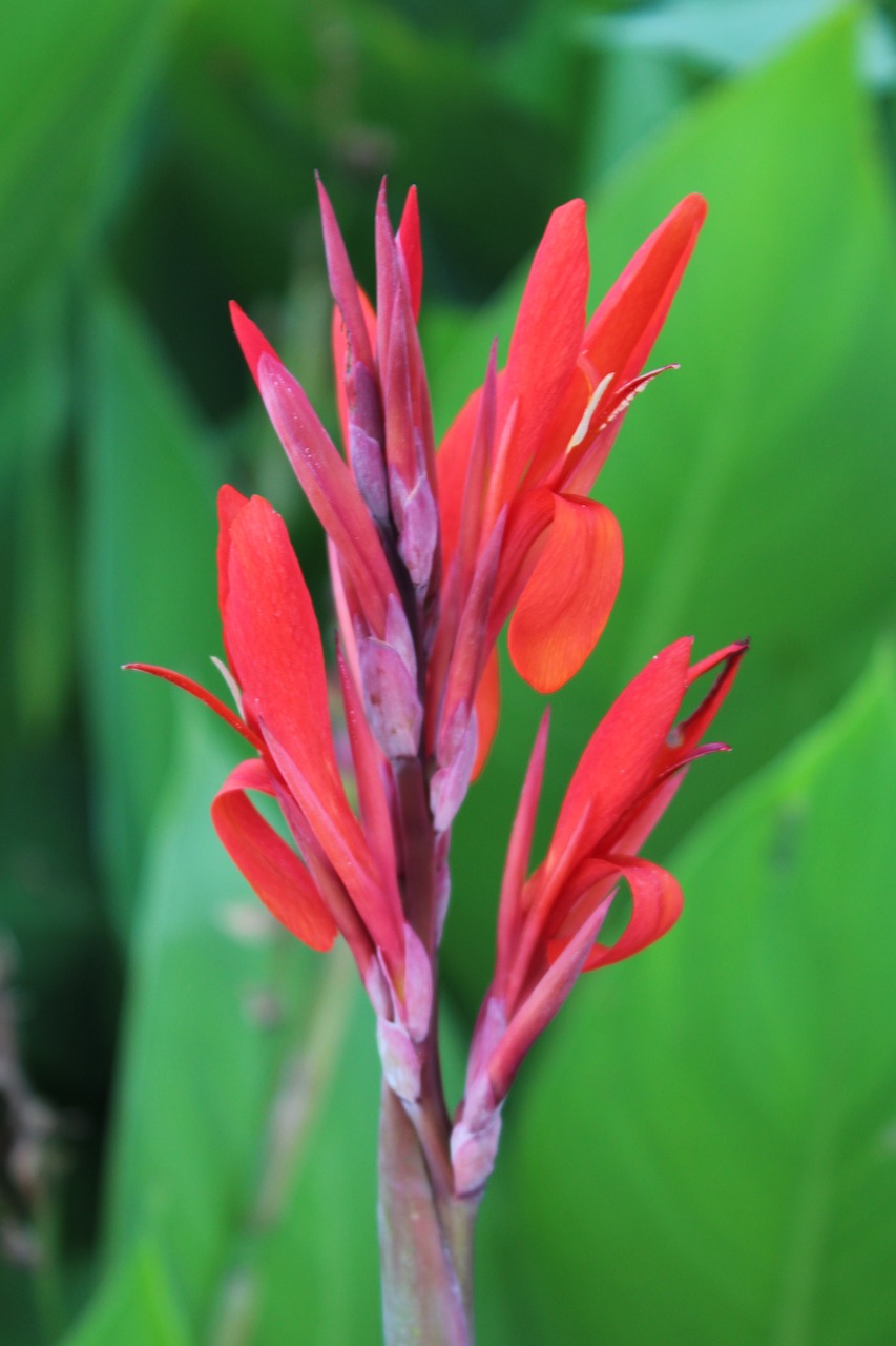 canna  flower  bloom free photo