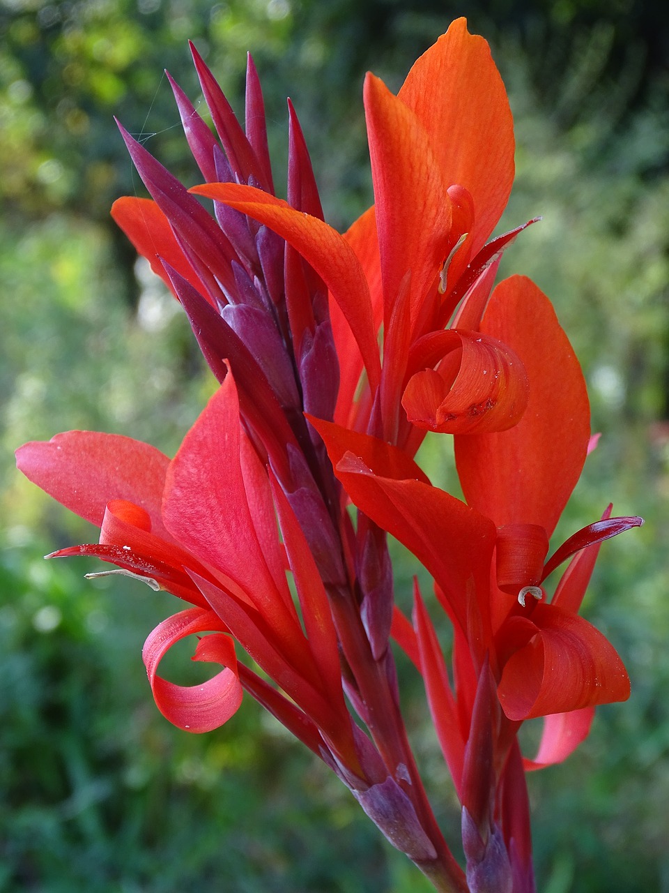 canna  heliconia bihai  flower free photo