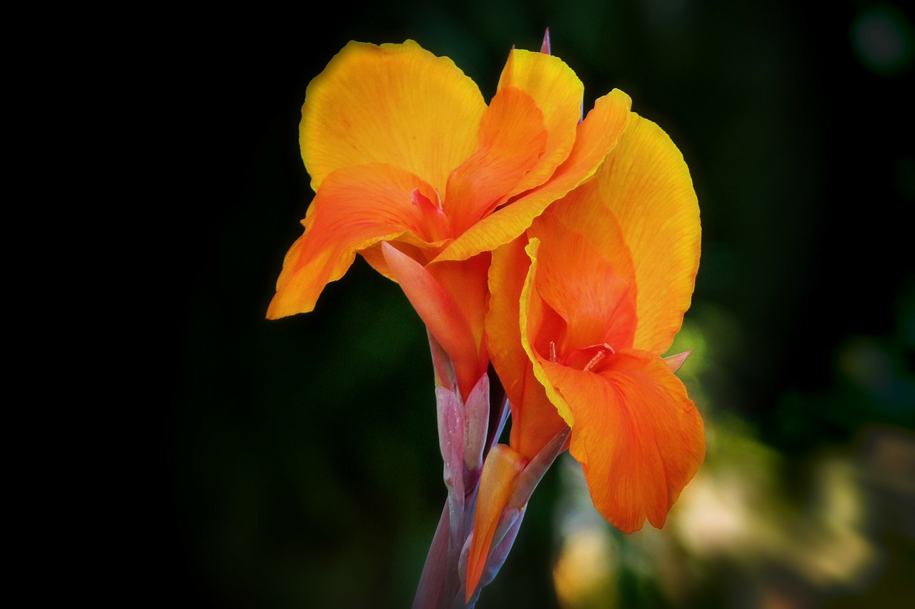 canna lily orange free photo