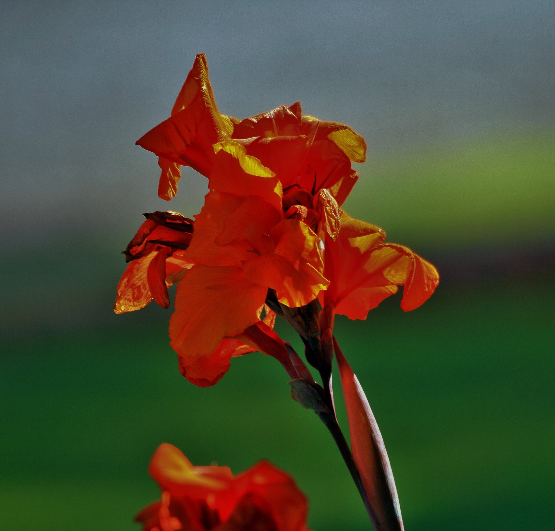 flower lily canna free photo