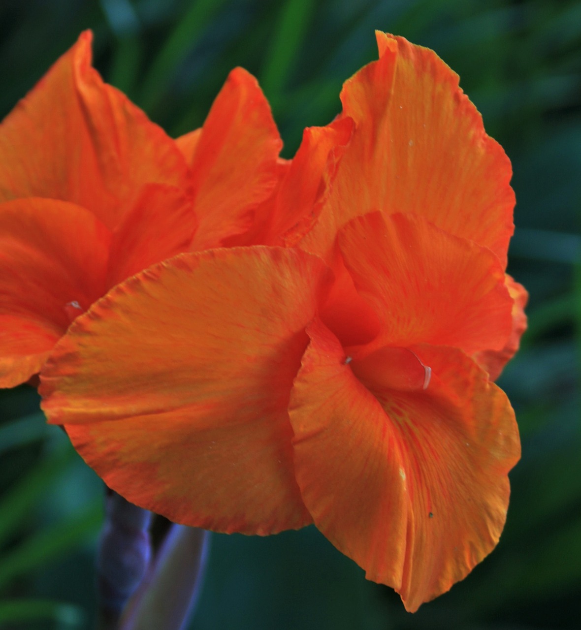 canna flower flower orange free photo