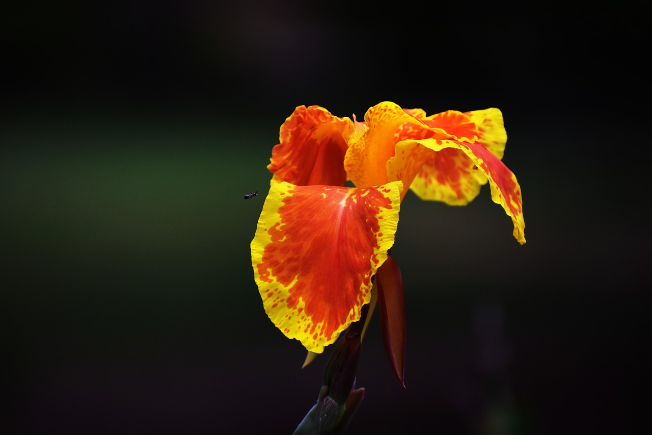 canna lily yellow orange flower free photo