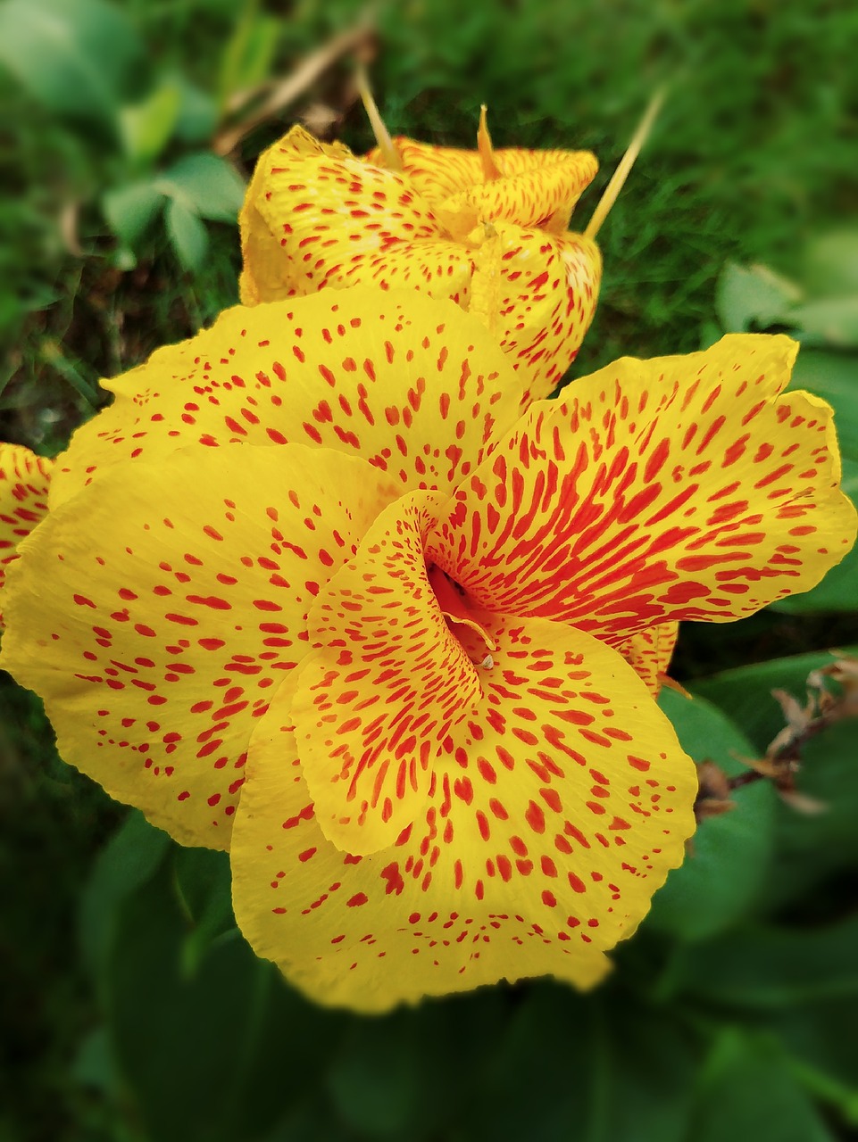 canna lily yellow flower spotted free photo