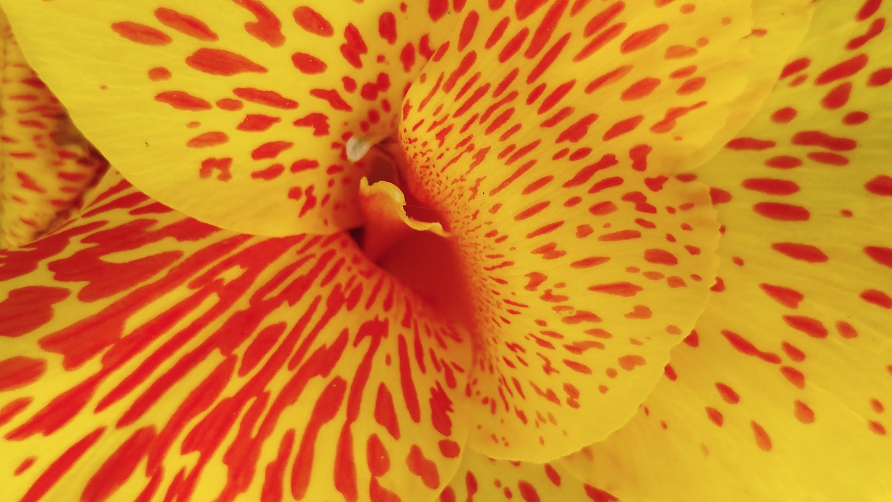 canna lily yellow flower spotted free photo