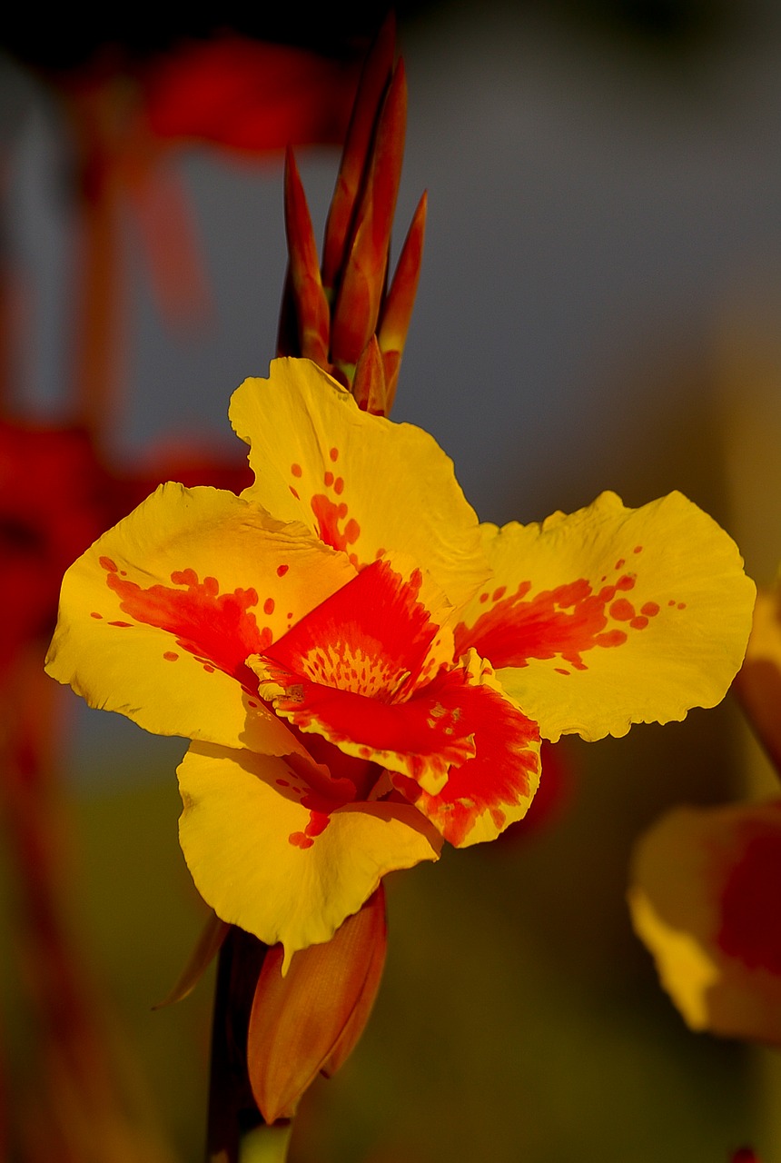 canna lily  flower  bloom free photo