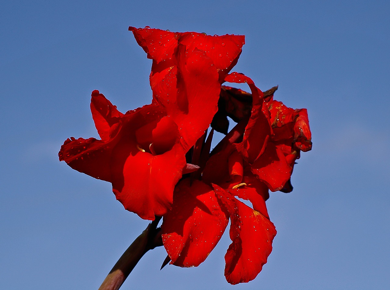 canna lily flower bloom free photo