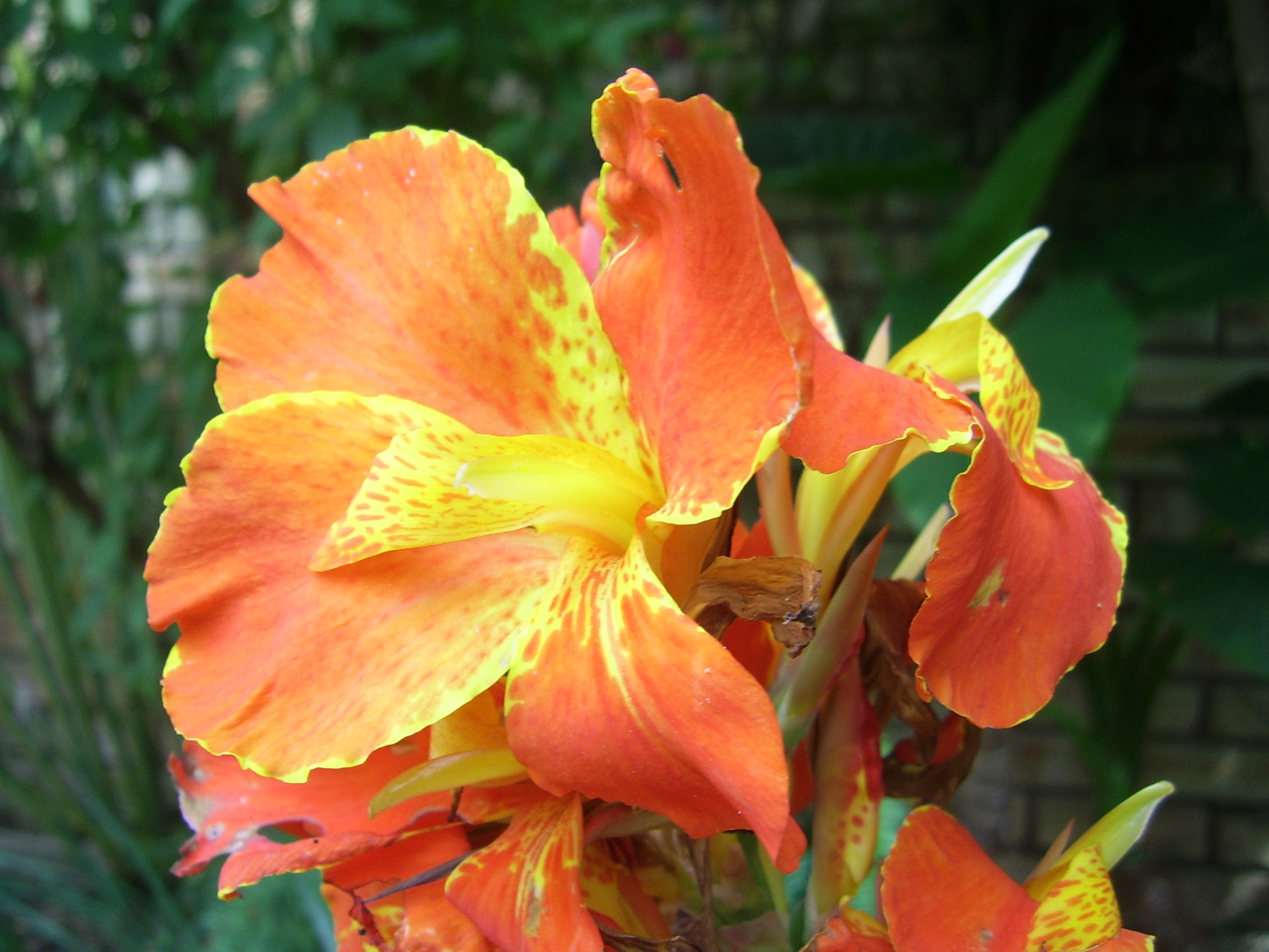 canna lily flower free photo