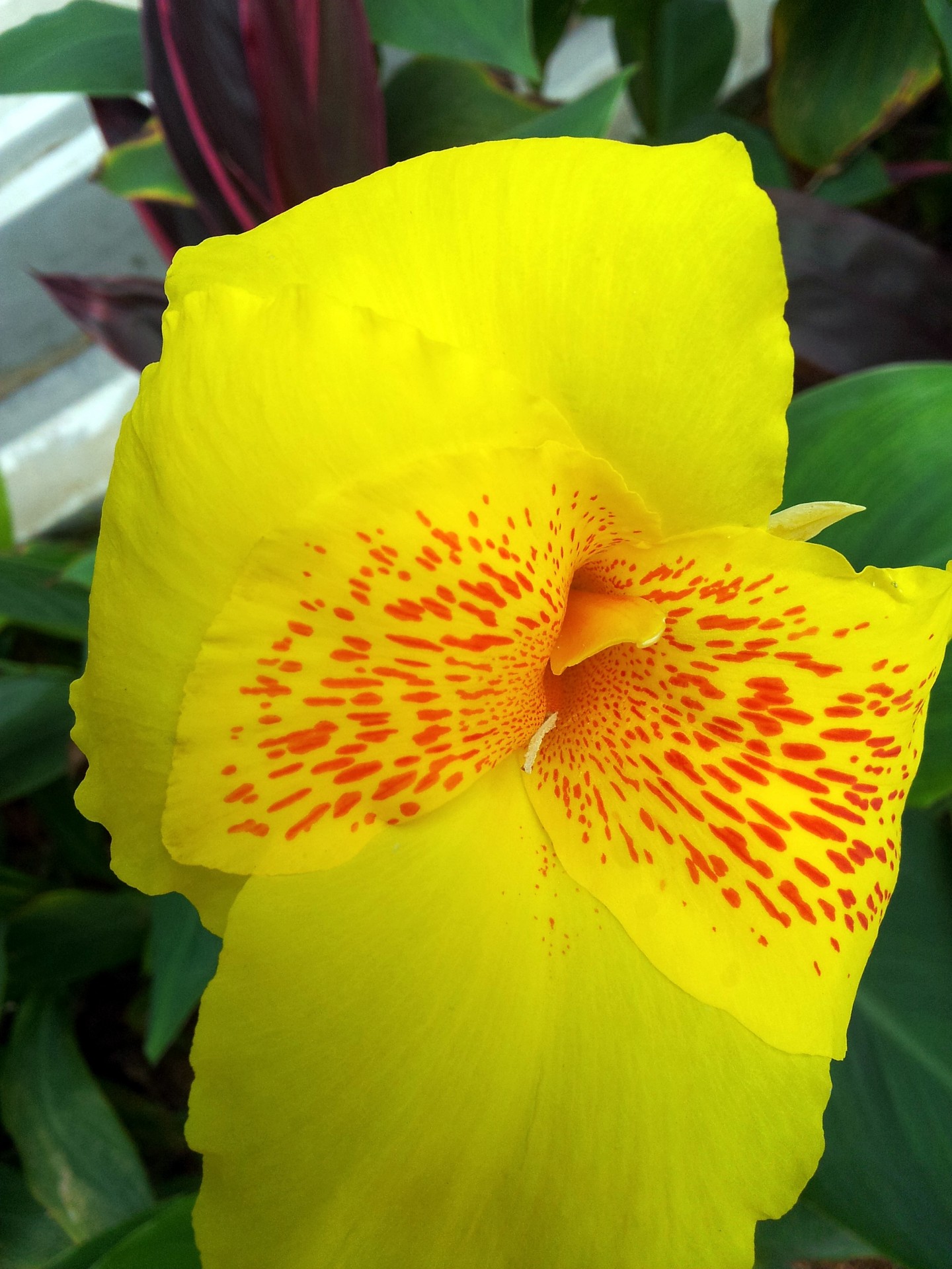 canna petal yellow blended red flower canna petal yellow blended with red free photo
