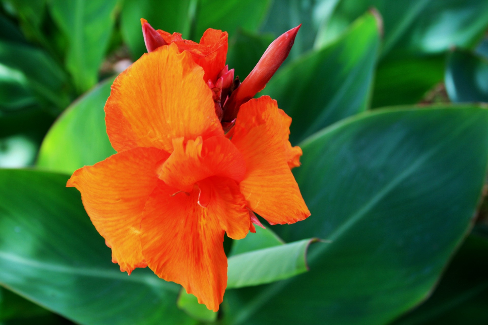 canna flower orange free photo