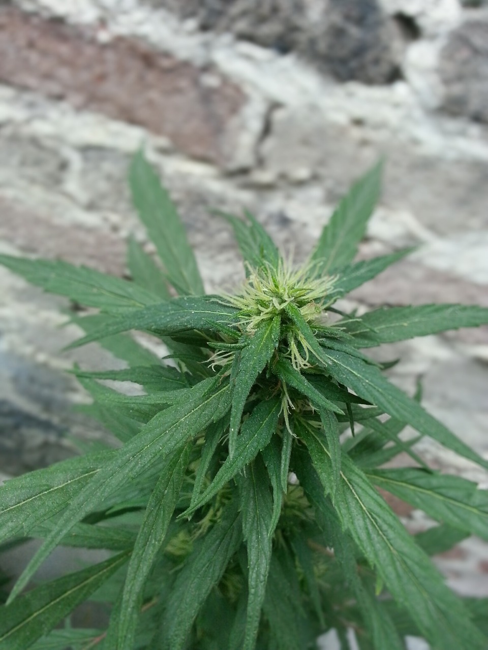 cannabis bud weed free photo