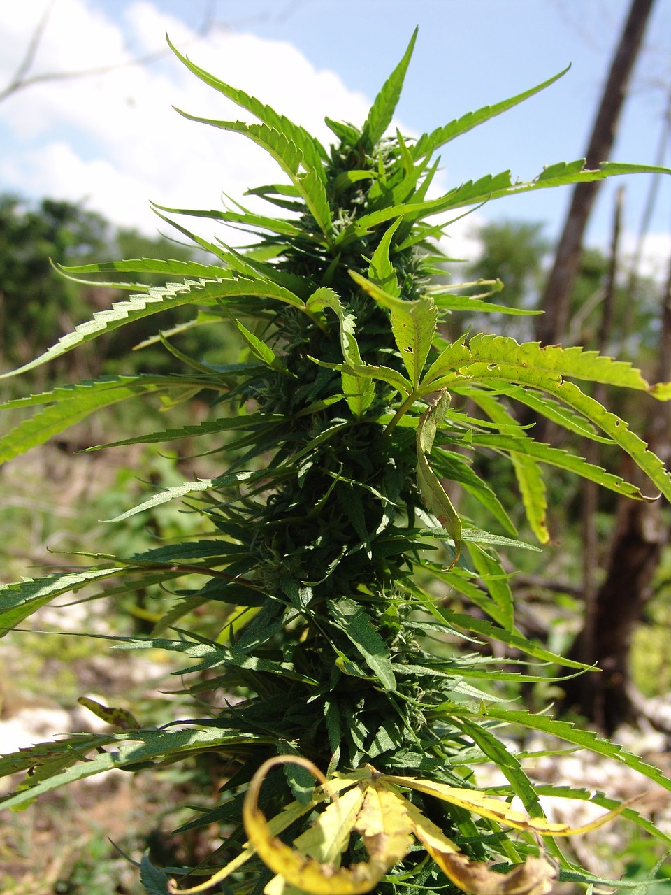 cannabis plant weed free photo