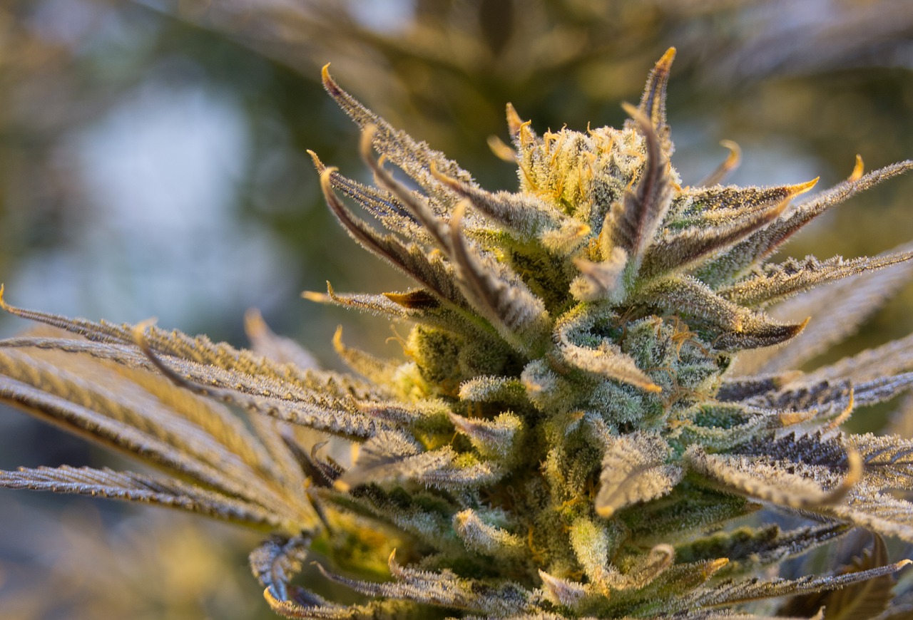 cannabis pot weed free photo