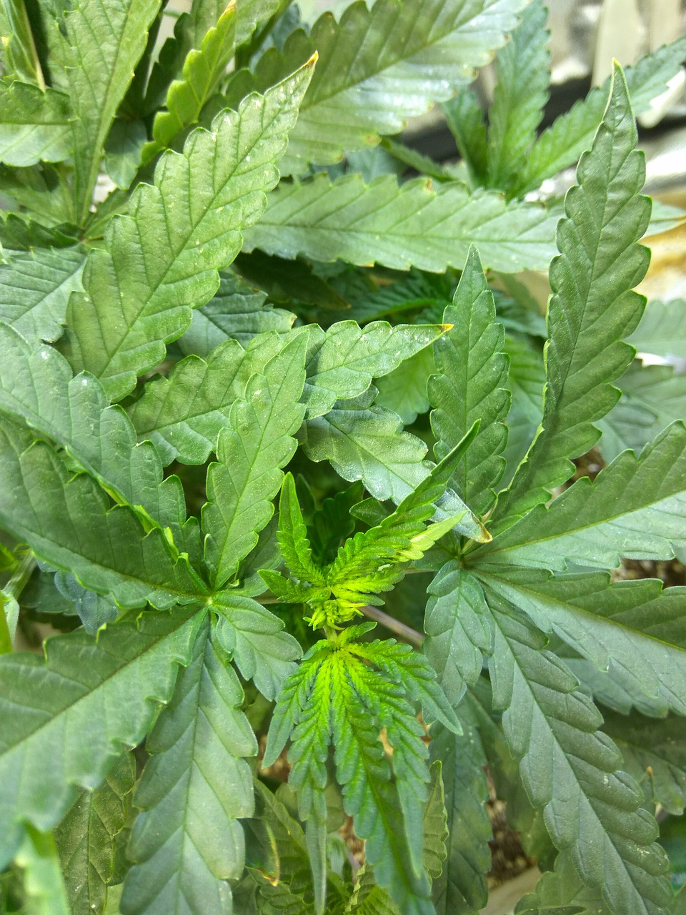 cannabis plant indoor free photo