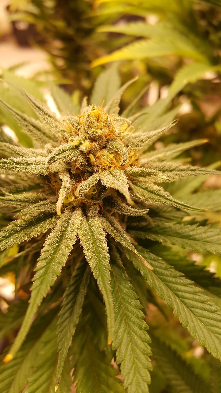 cannabis grow marihuana free photo