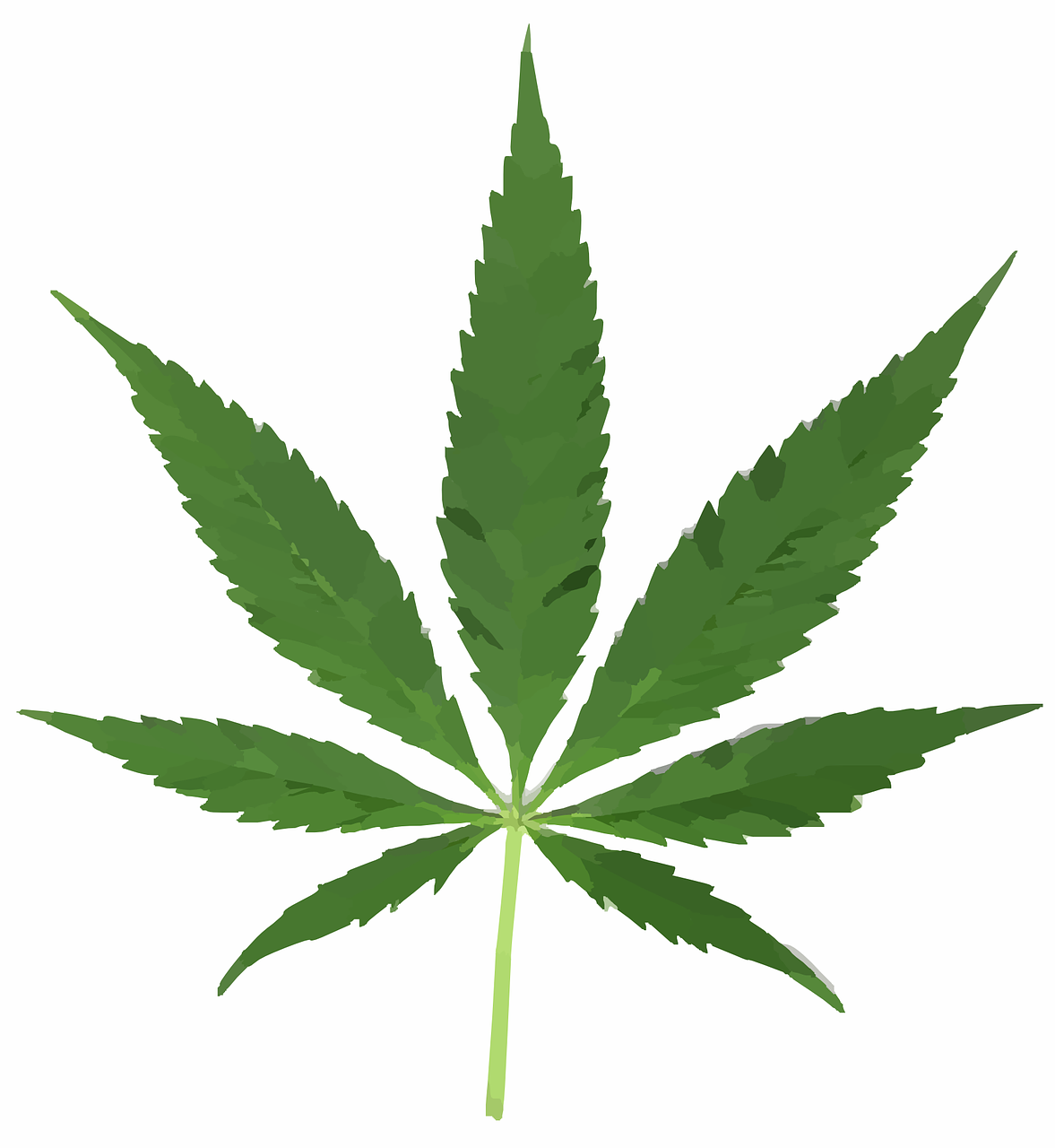 cannabis leaf pot free photo