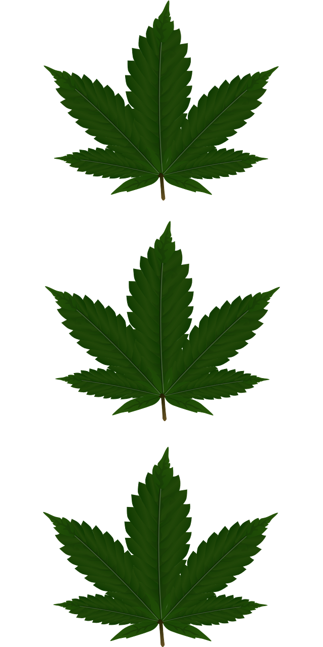 cannabis leaves three free photo