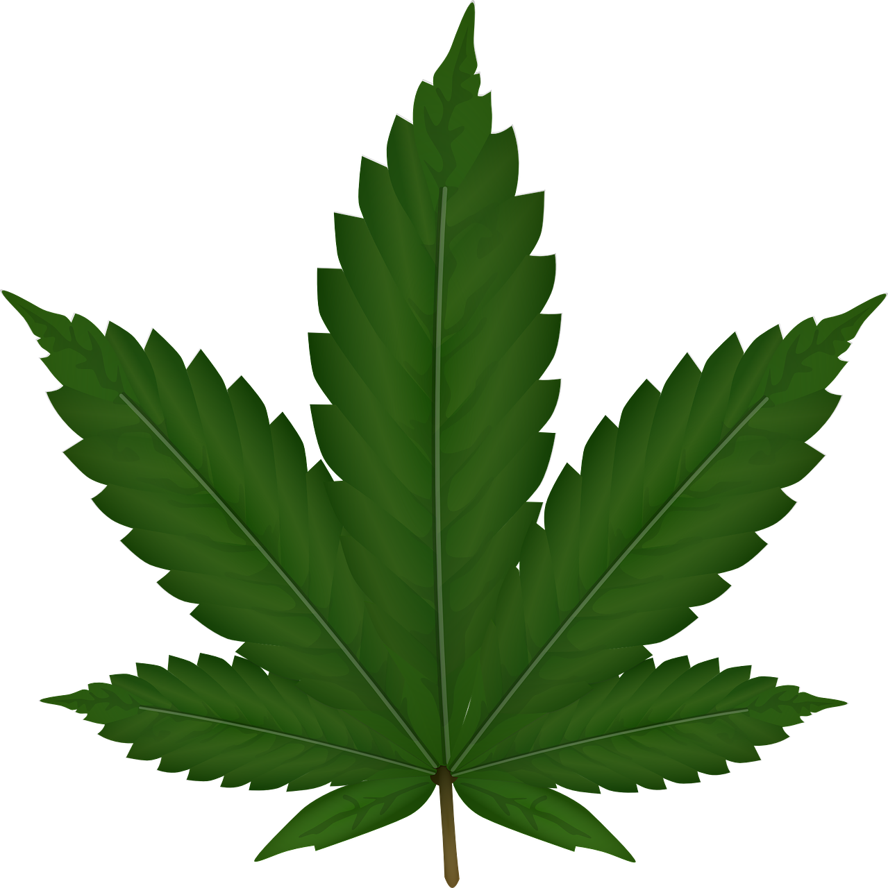 cannabis hemp leaf free photo