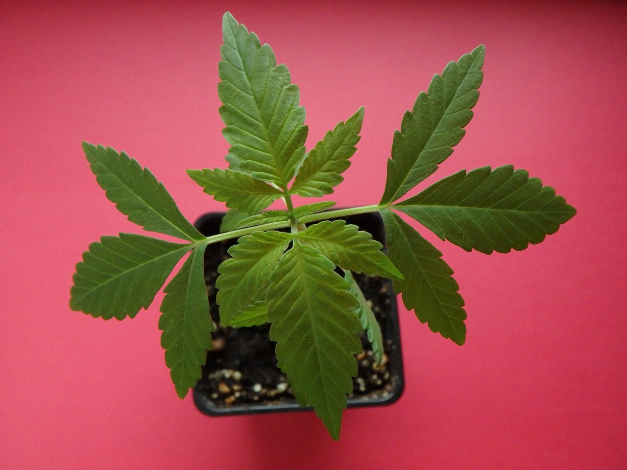 cannabis seedling flora free photo