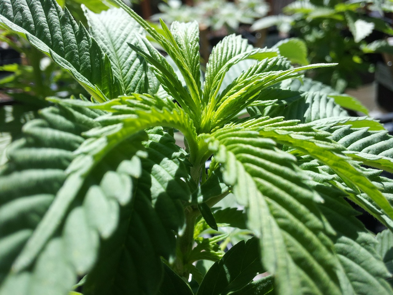 cannabis green plant free photo