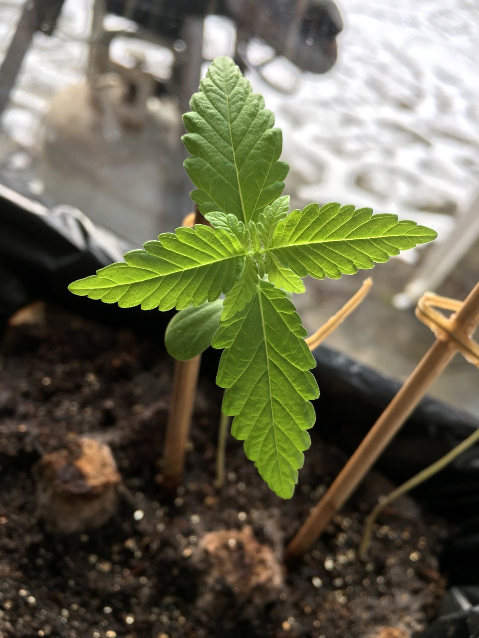 cannabis  seedling  horticulture free photo