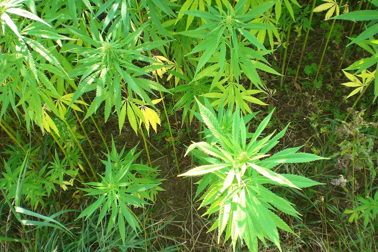 cannabis industrial hemp hemp free photo