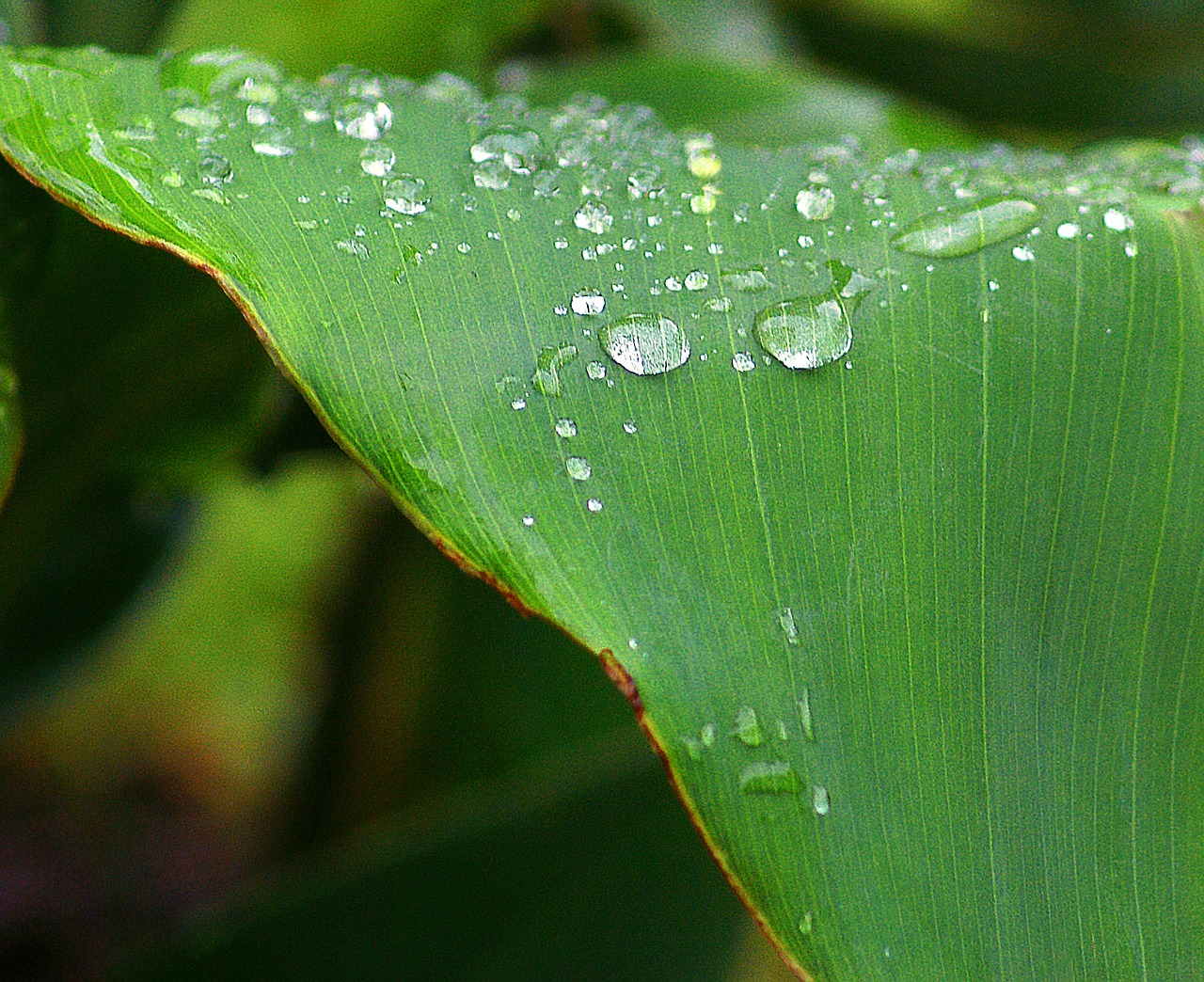 cannae divided leaf drops of water dew drops free photo