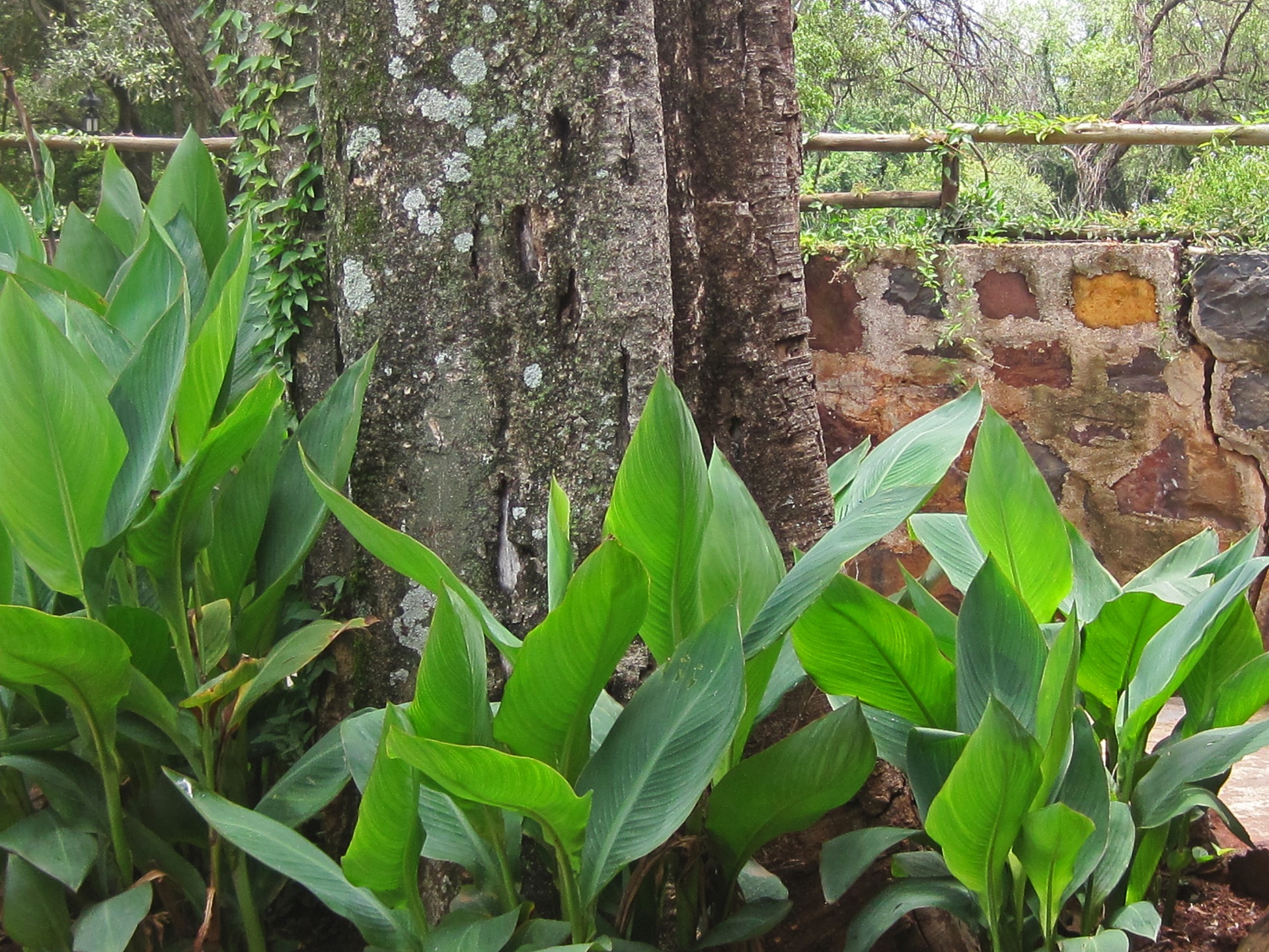 plants leaves large free photo