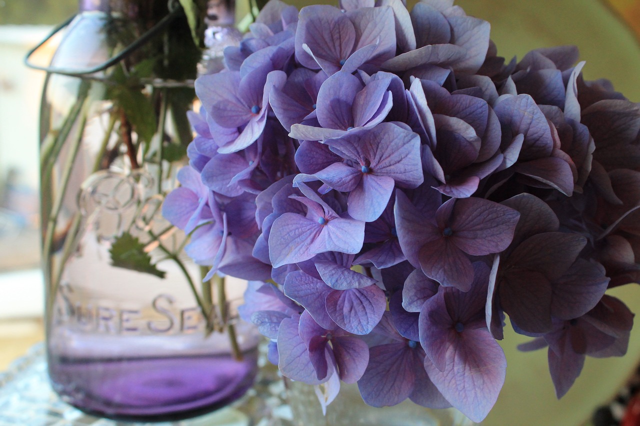 canning jar hydrangea flower free photo