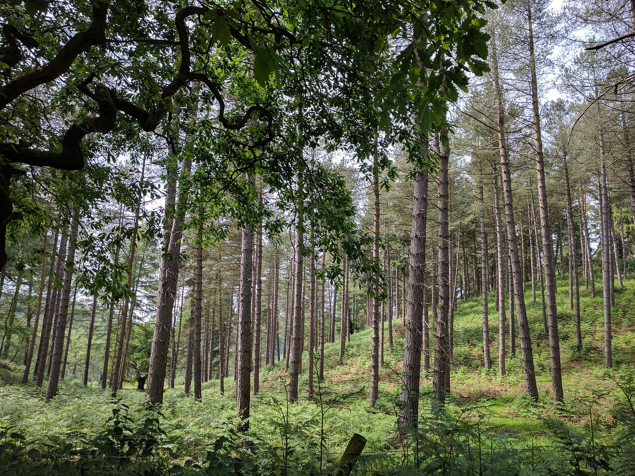 cannock chase countryside trees free photo