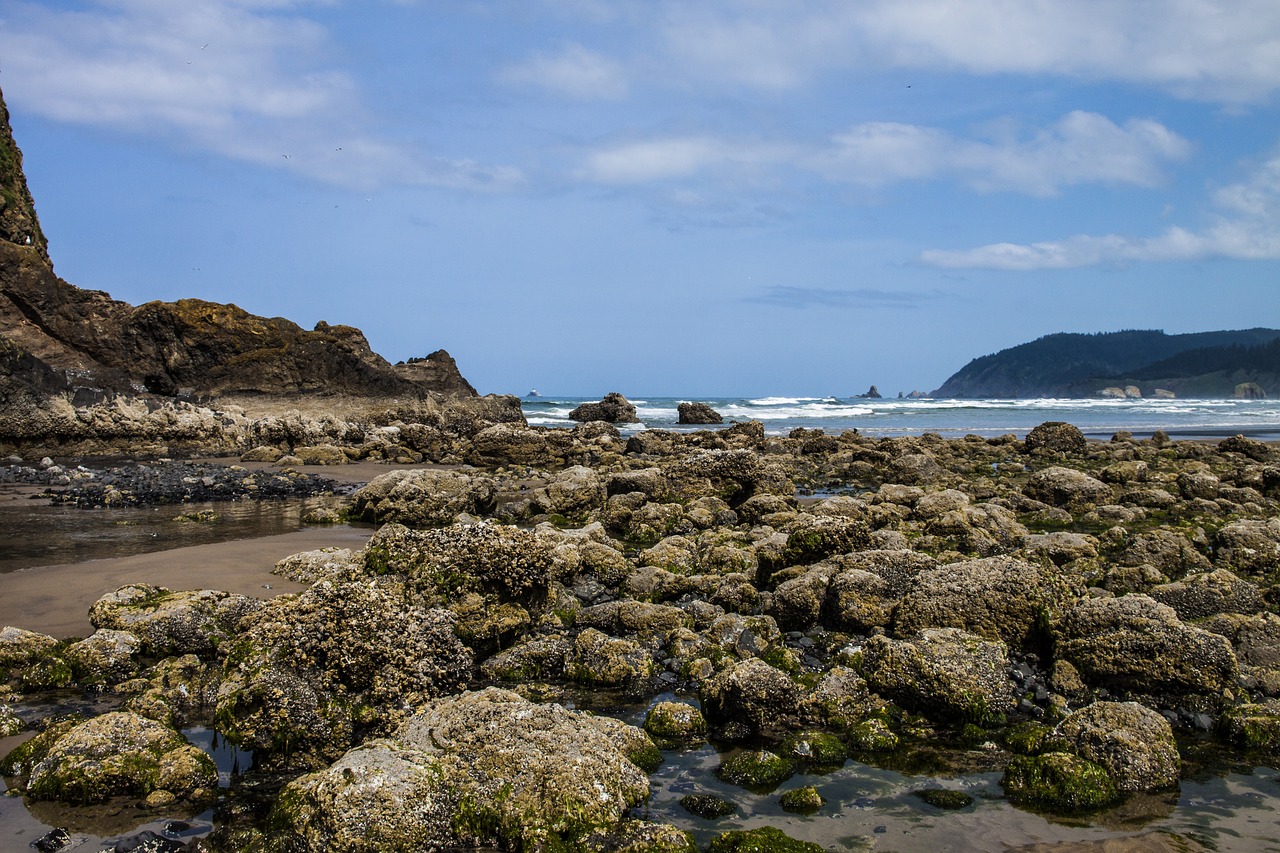 cannon beach tidepools free photo