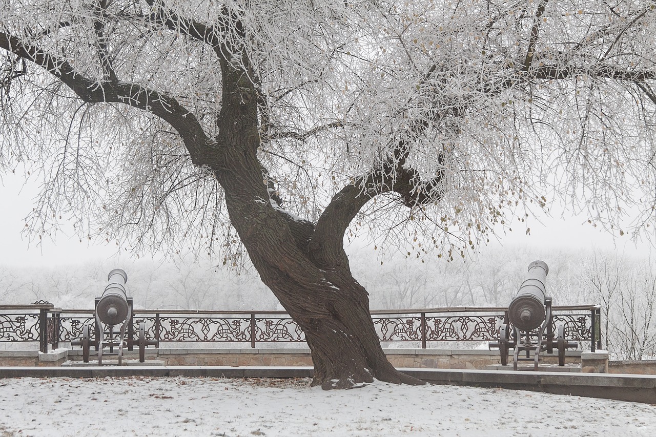 cannon  winter  snow free photo