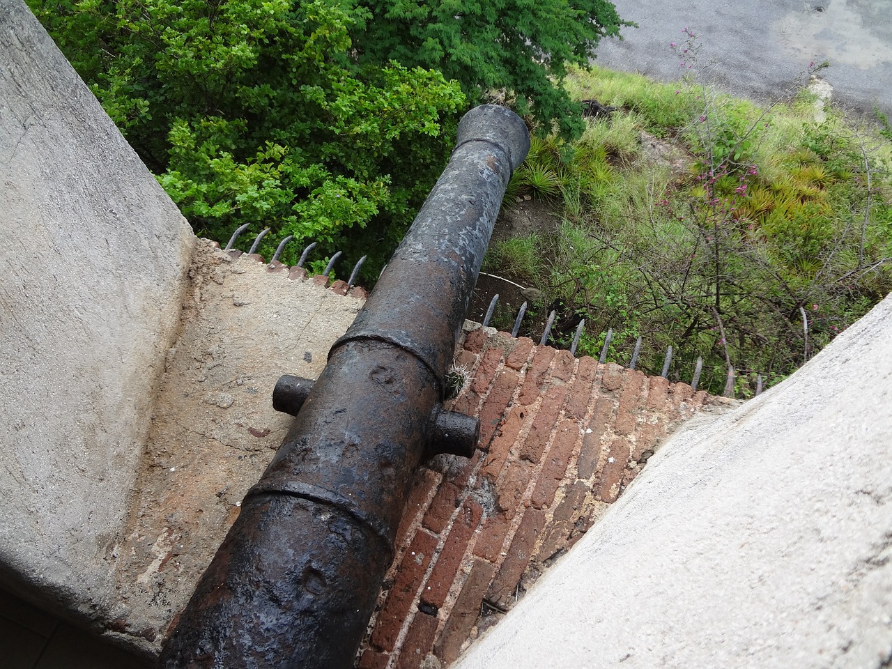 cannon cactus curacao free photo