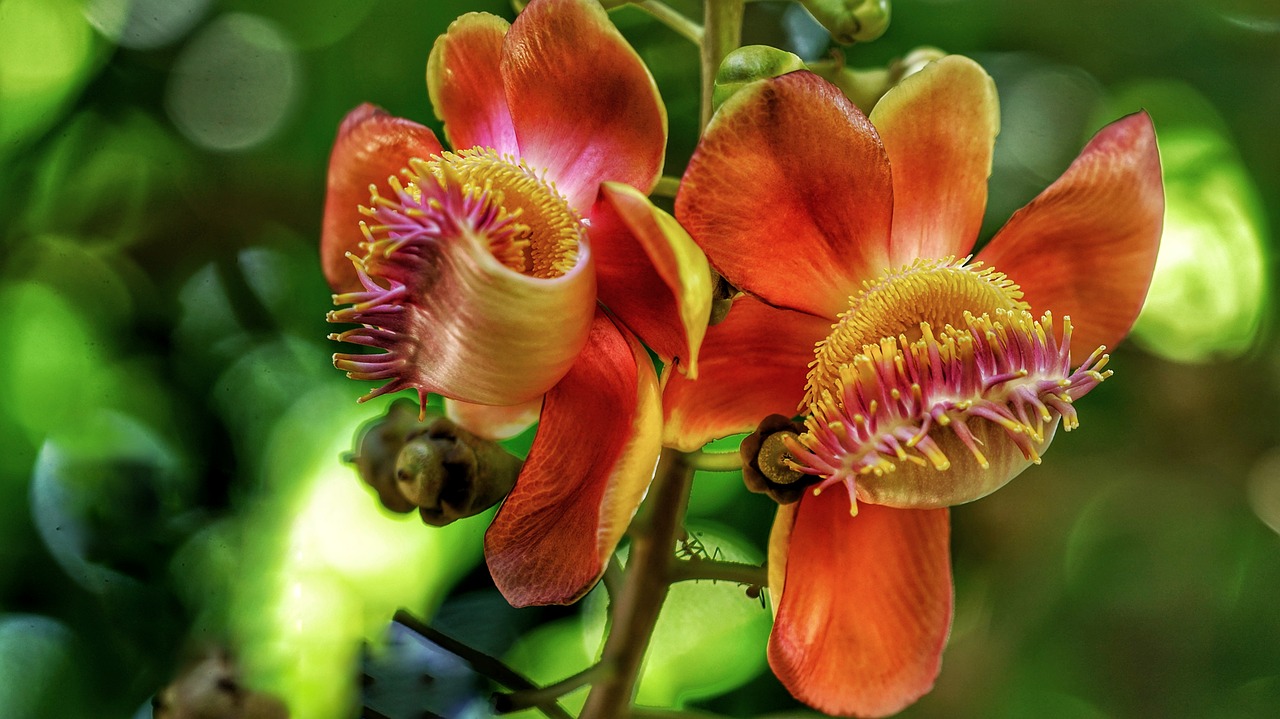 cannon ball tree  flower  pair free photo