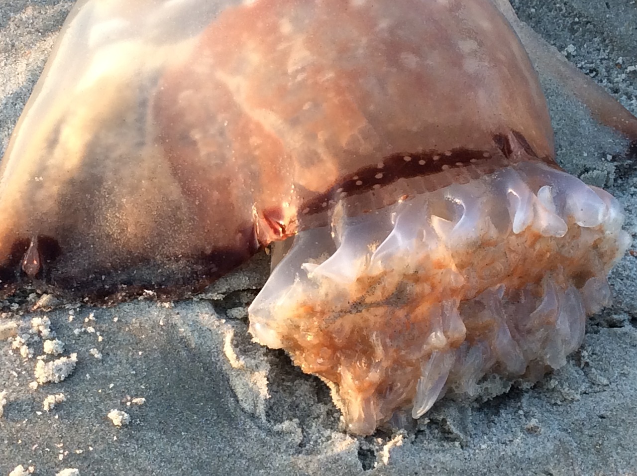 cannonball jellyfish gills beach free photo