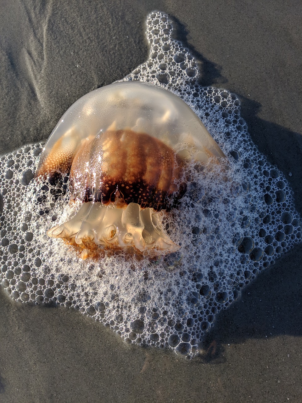 cannonball jellyfish  myrtle beach  atlantic ocean free photo