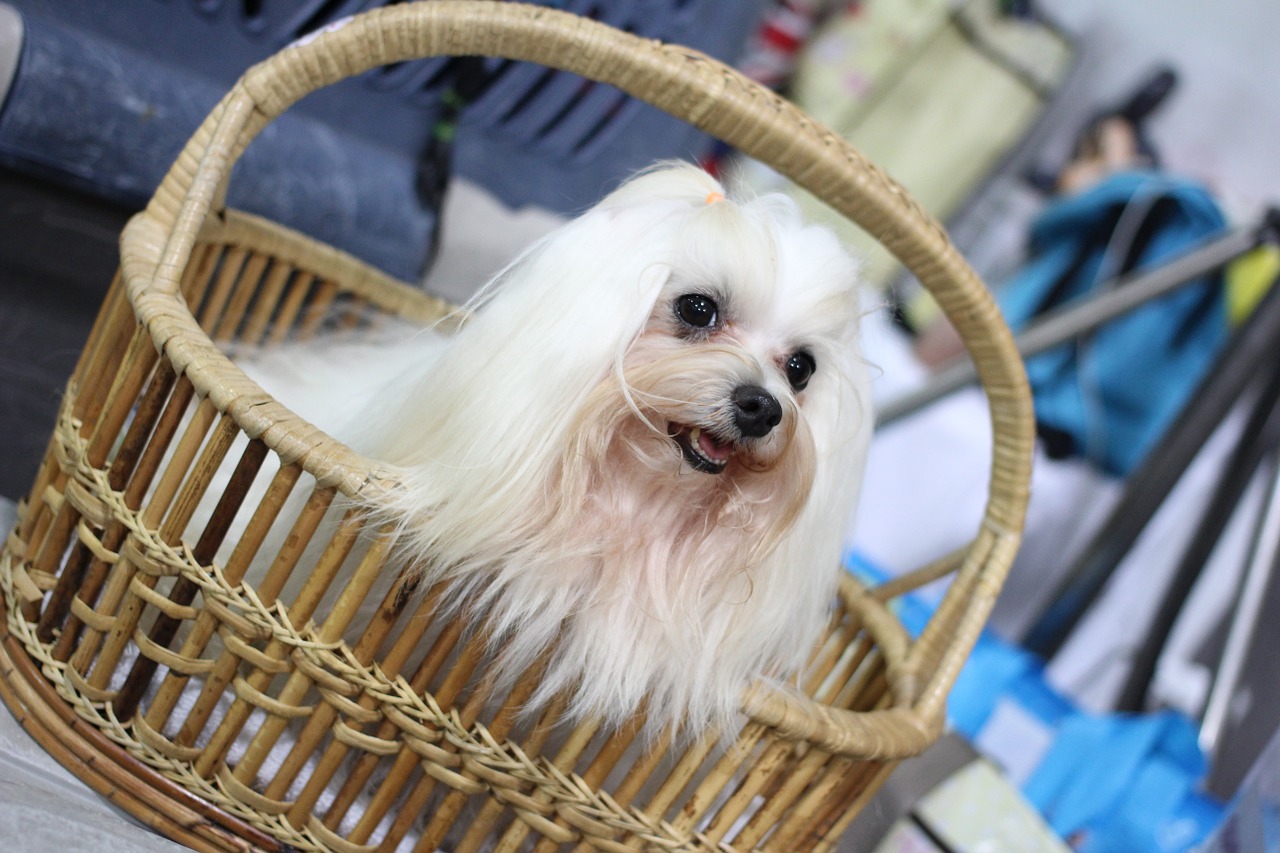 canny dog ​​show dog show dog free photo