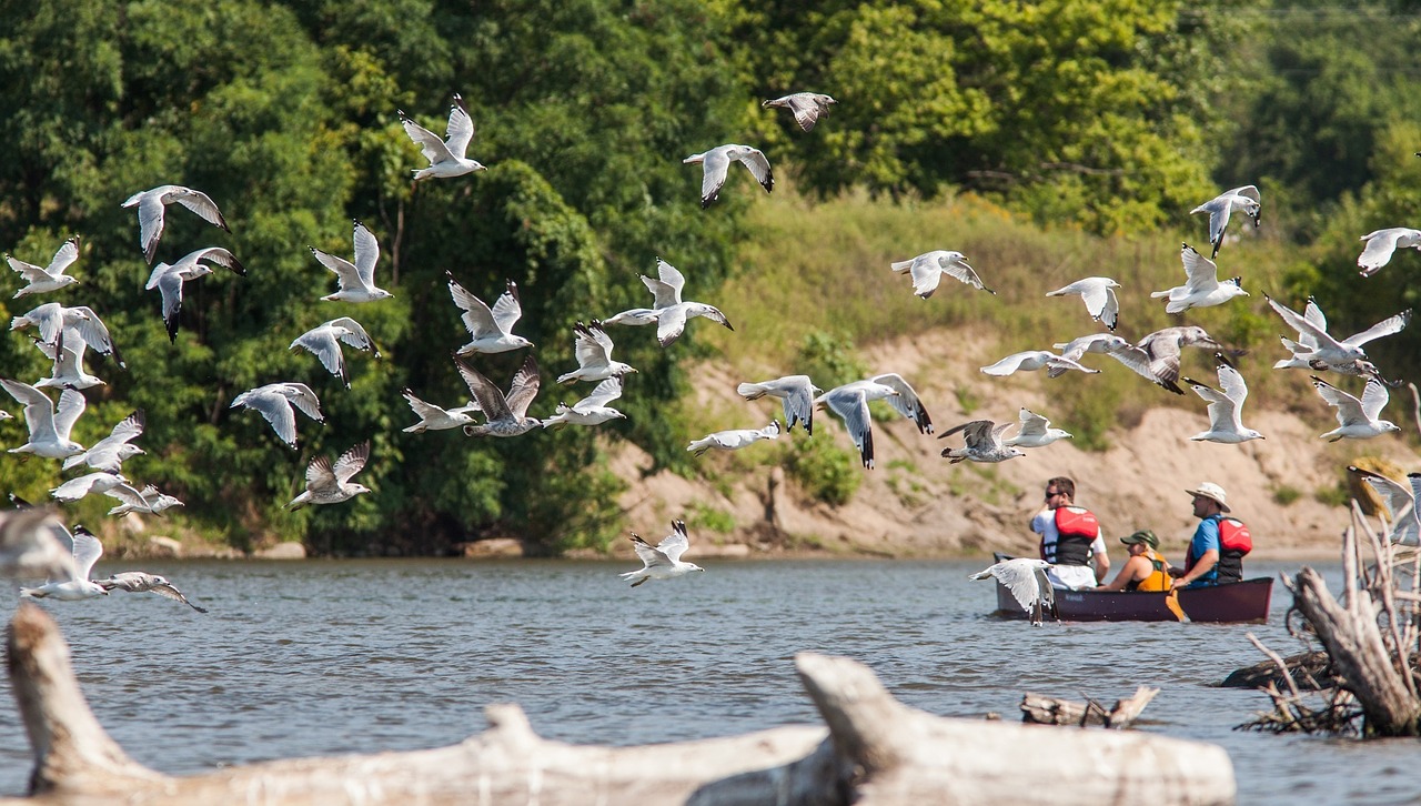 canoe river boat free photo