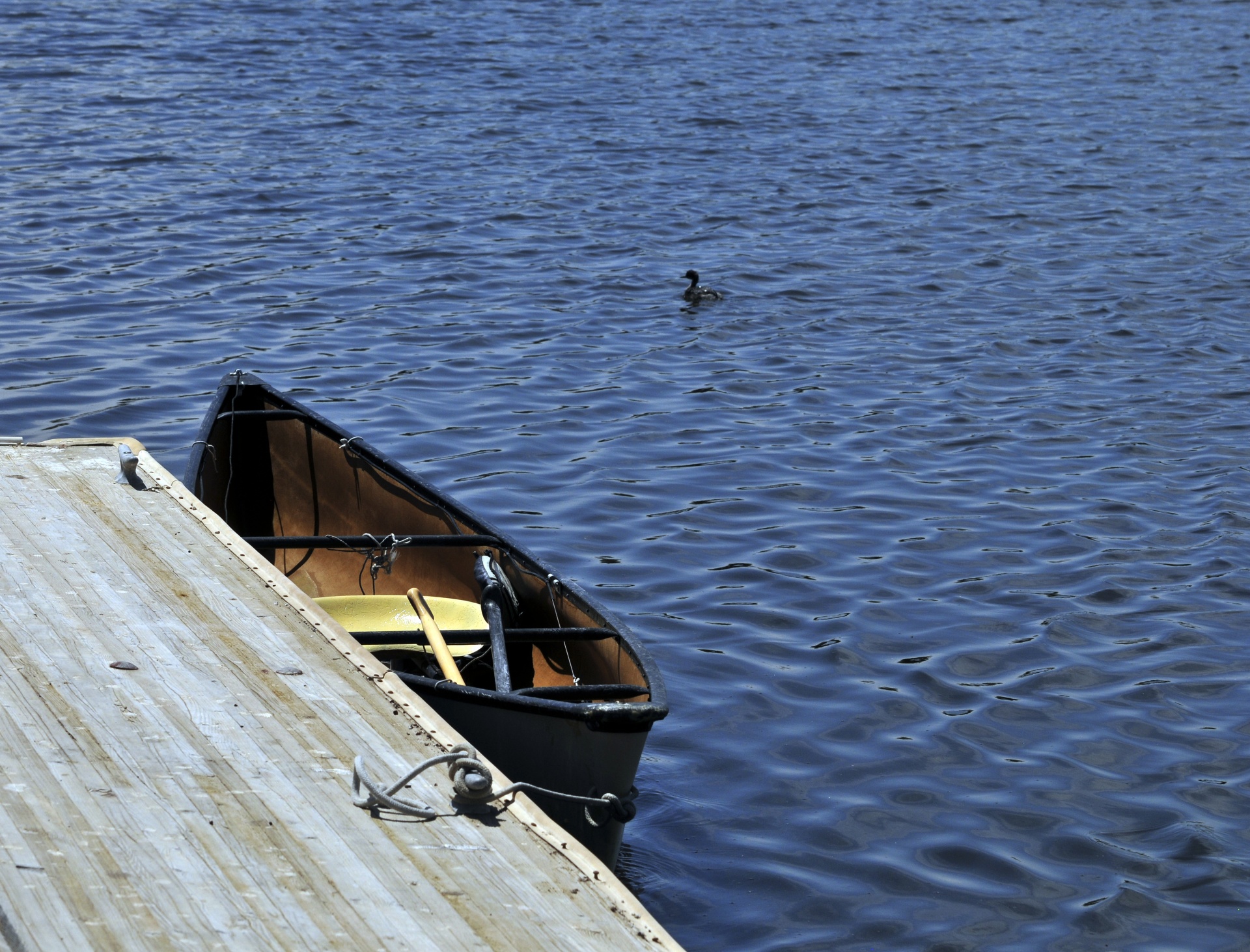 canoe boat duck free photo
