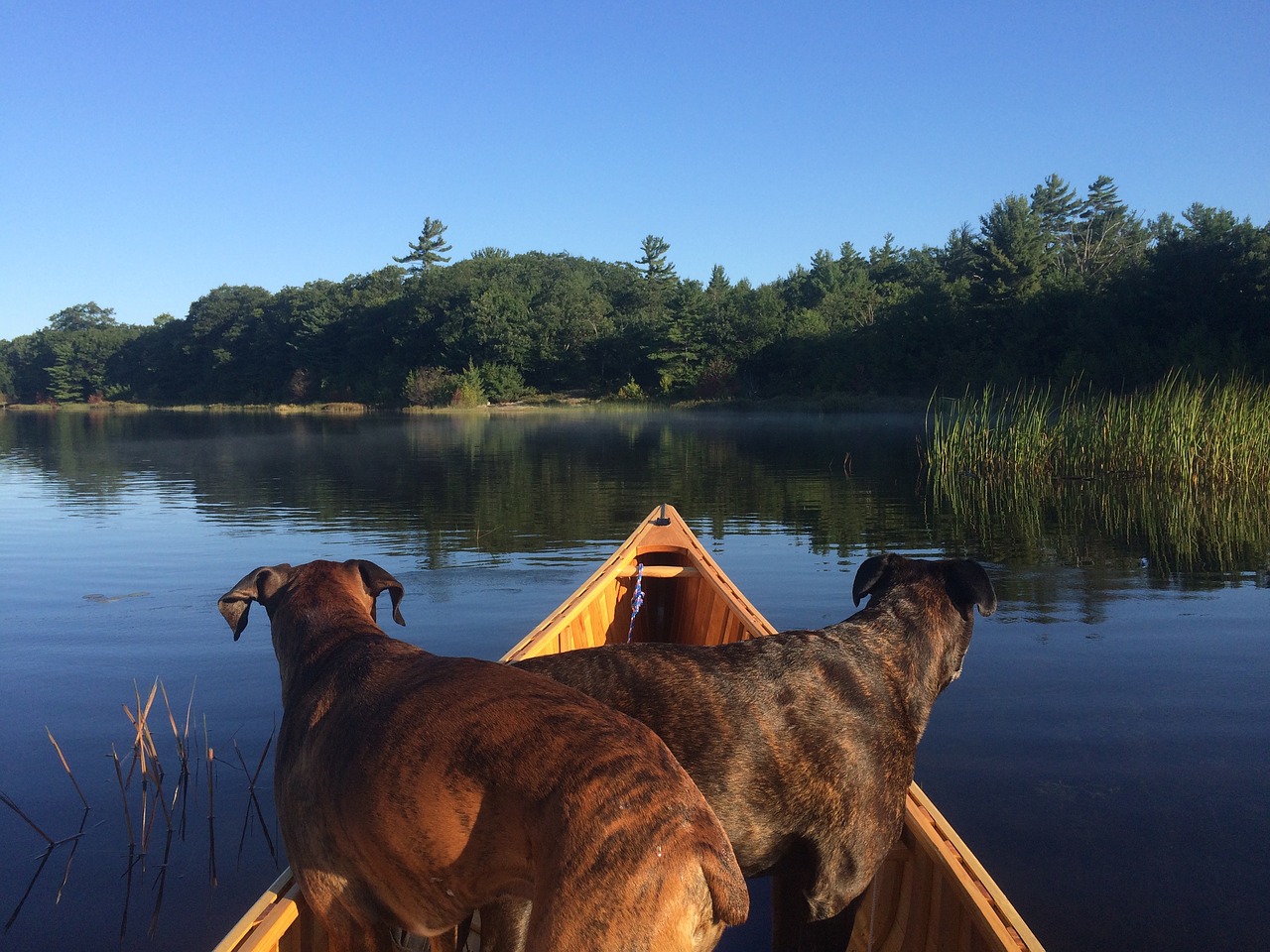 canoeing dogs canoe free photo