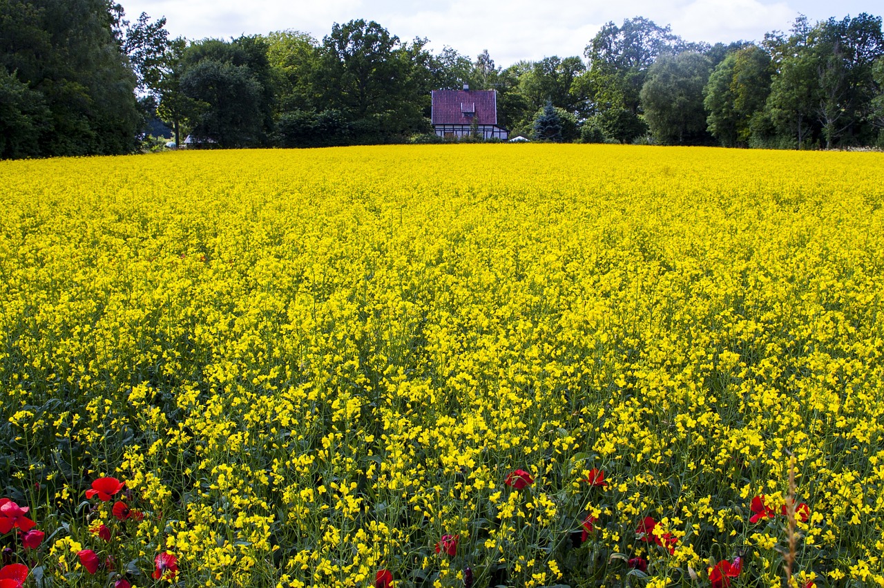 canola yellow meadow bed free photo