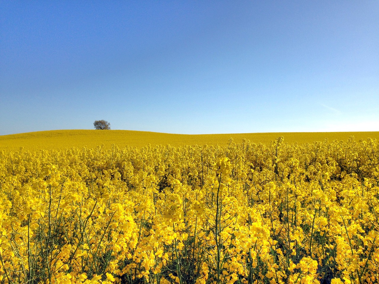 canola field go free photo