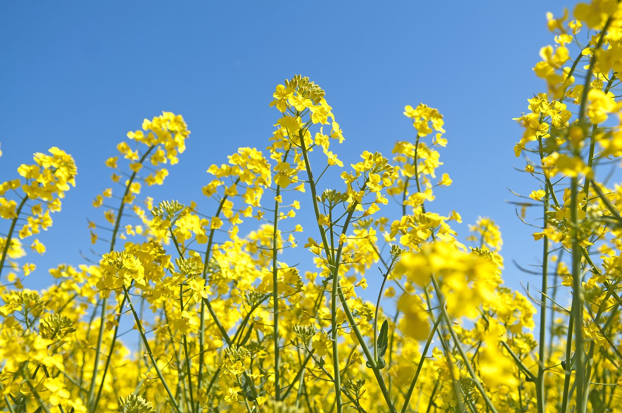 canola summer field free photo