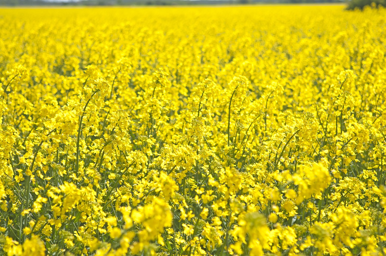 canola summer field free photo