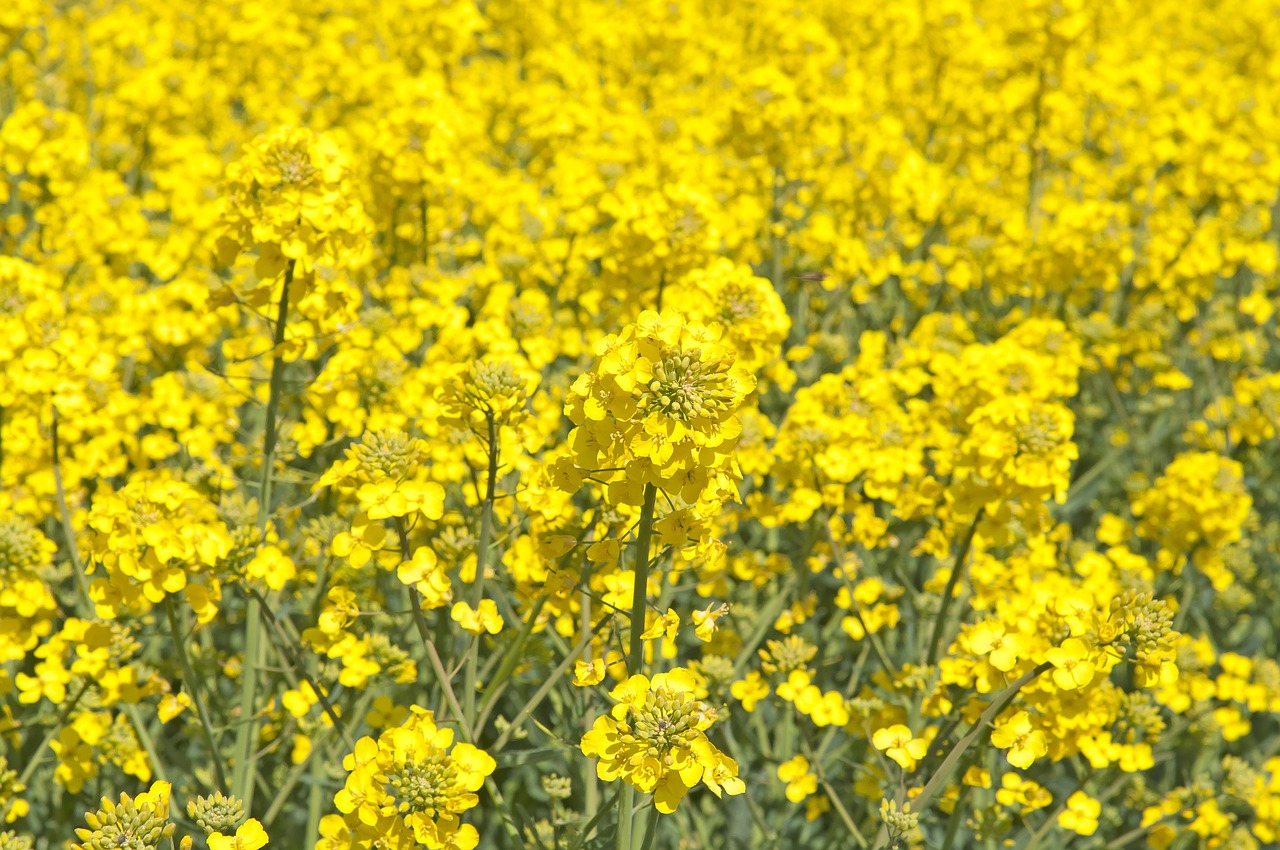 canola summer field free photo