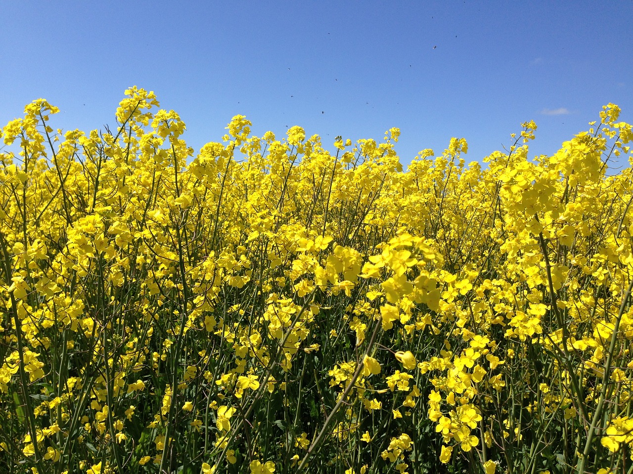 canola field nature free photo