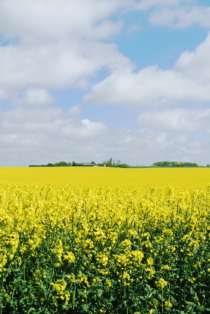 canola skåne landskrona free photo